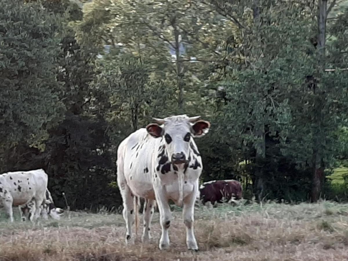 Gite De La Butte Le Charme De La Normandie Entre Terre Et Mer Condé-sur-Vire 외부 사진